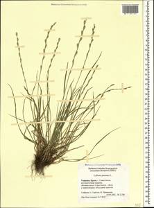 Плевел многолетний L., Крым (KRYM) (Россия)