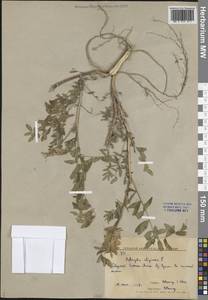 Астрагал болотный L., Сибирь, Дальний Восток (S6) (Россия)