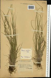 Lolium pratense (Huds.) Darbysh., Восточная Европа, Нижневолжский район (E9) (Россия)