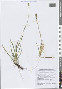 Тофильдия обыкновенная (L.) Wahlenb., Западная Европа (EUR) (Испания)