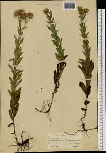 Pentanema asperum (Poir.) G.V.Boiko & Korniy., Восточная Европа, Нижневолжский район (E9) (Россия)