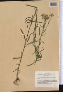 Achillea alpina subsp. alpina, Сибирь, Алтай и Саяны (S2) (Россия)