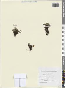 Камнеломка наклоненная, Камнеломка поникающая L., Сибирь, Центральная Сибирь (S3) (Россия)