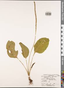 Подорожник большой L., Восточная Европа, Центральный район (E4) (Россия)