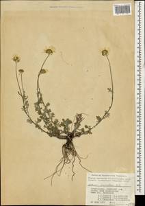 Archanthemis fruticulosa (M. Bieb.) Lo Presti & Oberpr., Кавказ, Азербайджан (K6) (Азербайджан)