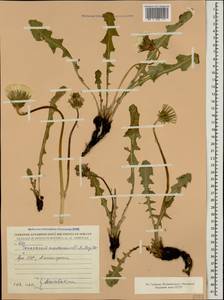 Taraxacum sonchoides (D. Don) Sch. Bip., Кавказ, Армения (K5) (Армения)