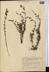 Подмаренник настоящий L., Средняя Азия и Казахстан, Муюнкумы, Прибалхашье и Бетпак-Дала (M9) (Казахстан)