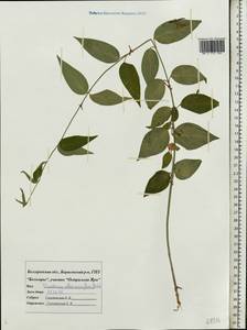 Vincetoxicum hirundinaria subsp. stepposum (Pobed.) Markgr., Восточная Европа, Центральный лесостепной район (E6) (Россия)