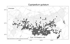 Cypripedium guttatum, Венерин башмачок крапчатый Sw., Атлас флоры России (FLORUS) (Россия)
