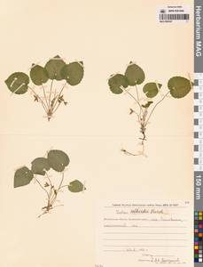 Фиалка Селькирка Pursh ex Goldie, Сибирь, Чукотка и Камчатка (S7) (Россия)