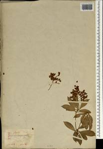 Pieris japonica (Thunb.) D. Don ex G. Don, Зарубежная Азия (ASIA) (Япония)