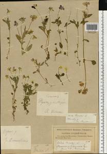 Фиалка трехцветная, Анютины глазки L., Восточная Европа, Западный район (E3) (Россия)