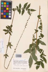 Репешок высокий Wallr., Восточная Европа, Белоруссия (E3a) (Белоруссия)