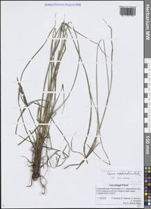 Осока придатконосная (Trautv. & C.A.Mey.) Kük., Сибирь, Чукотка и Камчатка (S7) (Россия)