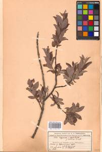 Ива лопарская L., Восточная Европа, Московская область и Москва (E4a) (Россия)