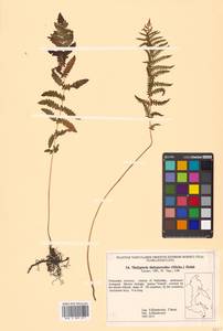 Amauropelta noveboracensis (L.) S. E. Fawc. & A. R. Sm., Сибирь, Дальний Восток (S6) (Россия)
