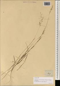 Capillipedium parviflorum (R.Br.) Stapf, Зарубежная Азия (ASIA) (Филиппины)
