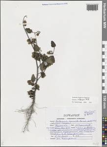 Паслен мохнатый Mill., Восточная Европа, Центральный лесостепной район (E6) (Россия)