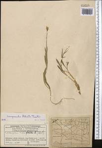 Campanula albertii Trautv., Средняя Азия и Казахстан, Западный Тянь-Шань и Каратау (M3) (Казахстан)