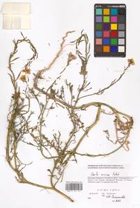 Морская горчица морская Scop., Восточная Европа, Южно-Украинский район (E12) (Украина)