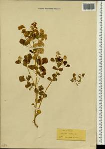 Trigonella cretica (L.)Boiss., Зарубежная Азия (ASIA) (Турция)
