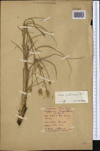 Pseudopodospermum pubescens (DC.) Zaika, Sukhor. & N. Kilian, Средняя Азия и Казахстан, Северный и Центральный Казахстан (M10) (Казахстан)