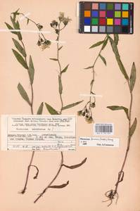 Hieracium furvescens (Dahlst.) Omang, Восточная Европа, Северный район (E1) (Россия)