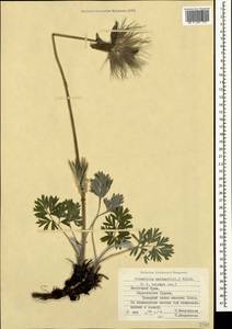 Pulsatilla halleri subsp. taurica (Juz.) K. Krause, Крым (KRYM) (Россия)