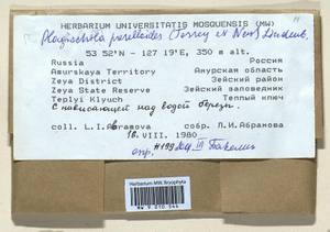 Plagiochila porelloides (Torr. ex Nees) Lindenb., Гербарий мохообразных, Мхи - Дальний Восток (без Чукотки и Камчатки) (B20) (Россия)