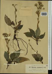 Hieracium racemosum subsp. italicum Zahn, Западная Европа (EUR) (Босния и Герцеговина)