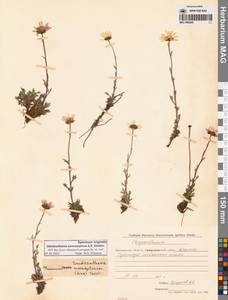 Chrysanthemum zawadzkii subsp. peleiolepis (Trautv.) Zuev, Сибирь, Чукотка и Камчатка (S7) (Россия)