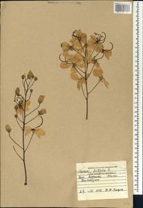 Cassia fistula L., Африка (AFR) (Мали)