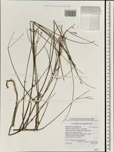 Lavandula coronopifolia Poir., Зарубежная Азия (ASIA) (Израиль)