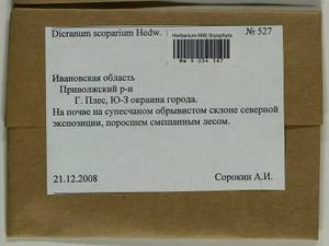Dicranum scoparium Hedw., Гербарий мохообразных, Мхи - Центральное Нечерноземье (B6) (Россия)