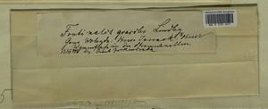 Fontinalis antipyretica Hedw., Гербарий мохообразных, Мхи - Архангельская и Вологодская области, Коми, Ненецкий АО (B7) (Россия)