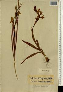 Watsonia dubia Eckl. ex Klatt, Африка (AFR) (ЮАР)