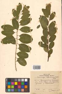 Флюгея полукустарниковая (Pall.) Baill., Сибирь, Дальний Восток (S6) (Россия)