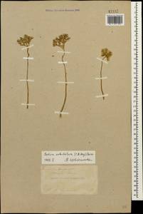 Petrosedum subulatum (C. A. Mey.) Afferni, Кавказ, Турецкий Кавказ (K7) (Турция)