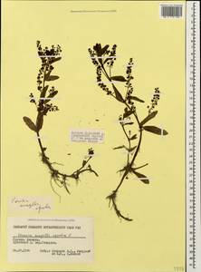Вероника ключевая, Вероника водная L., Кавказ, Грузия (K4) (Грузия)