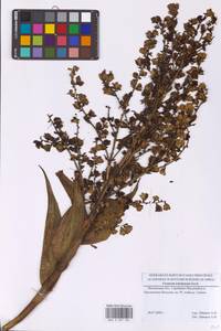 Чемерица Лобеля Bernh., Восточная Европа, Московская область и Москва (E4a) (Россия)