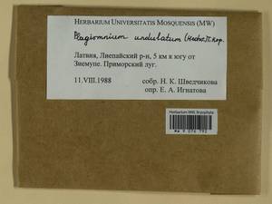 Plagiomnium undulatum (Hedw.) T.J. Kop., Гербарий мохообразных, Мхи - Прибалтика (B1) (Латвия)