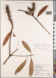 Lithocarpus echinophorus (Hickel & A.Camus) A.Camus, Зарубежная Азия (ASIA) (Вьетнам)
