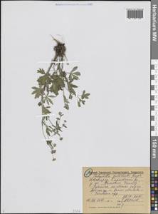 Potentilla thuringiaca subsp. goldbachii (Rupr.) Th.Wolf, Восточная Европа, Волжско-Камский район (E7) (Россия)