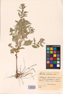 MHA 0 158 275, Мята полевая L., Восточная Европа, Нижневолжский район (E9) (Россия)