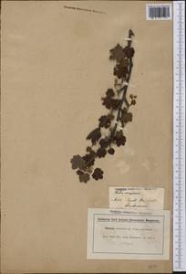 Ribes oxyacanthoides subsp. irriguum (Douglas) Q.P. Sinnott, Америка (AMER) (Неизвестно)