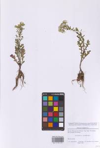 Крестовник обыкновенный L., Восточная Европа, Московская область и Москва (E4a) (Россия)