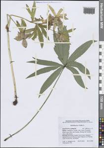 Helleborus viridis L., Западная Европа (EUR) (Испания)