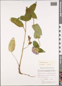 Campanula glomerata subsp. hispida (Witasek) Hayek, Кавказ, Черноморское побережье (от Новороссийска до Адлера) (K3) (Россия)