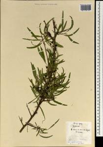Rhamnus erythroxyloides subsp. erythroxyloides, Монголия (MONG) (Монголия)