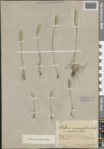 Тимофеевка метельчатая Huds., Средняя Азия и Казахстан, Северный и Центральный Тянь-Шань (M4) (Киргизия)